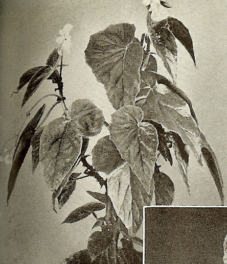 B. ‘Neeley Gaddis’